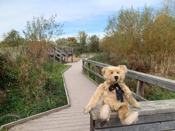 Bertie sat on the fence, with the boardwalk stretching out behind.