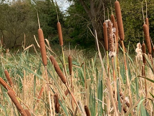 Bullrushes, as seen when walking along the boardwalk in Morden Hall Park.