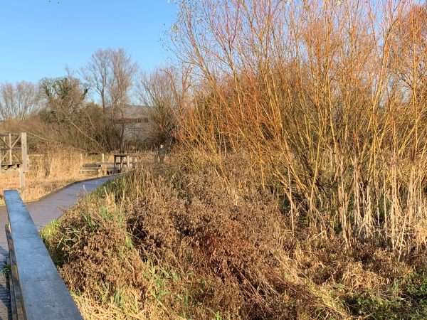 The boardwalk through the reed beds in Morden Hall Park.