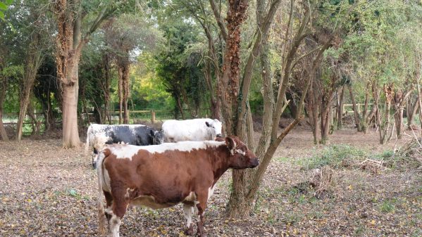 Cows amongst the trees in Deen City Farm.