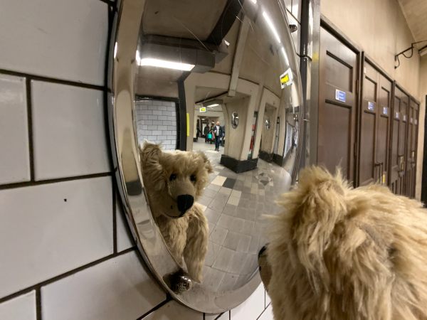 Bertie refleced in a convex mirror.