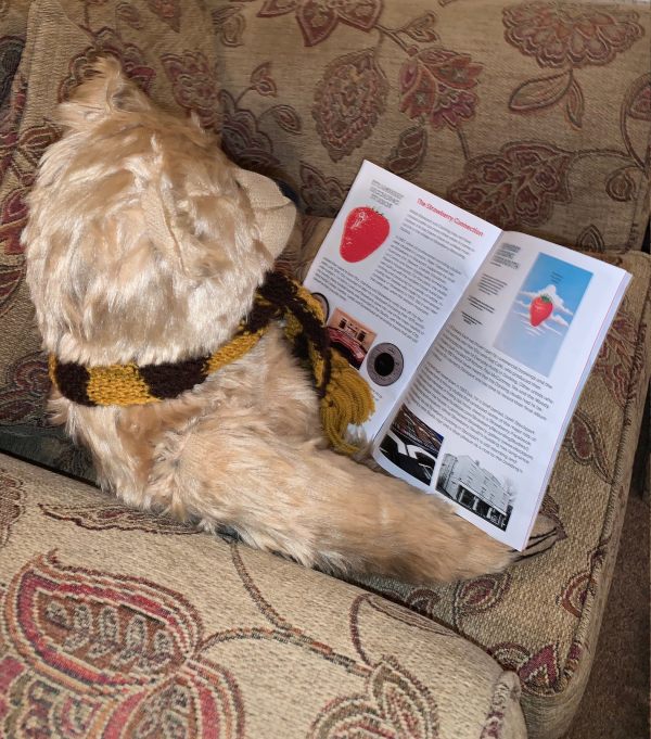 Bertie reading the Dorking Wanderers v Stockport County programme. Advert for the Strawberry Recording Studios and an article about the connection.