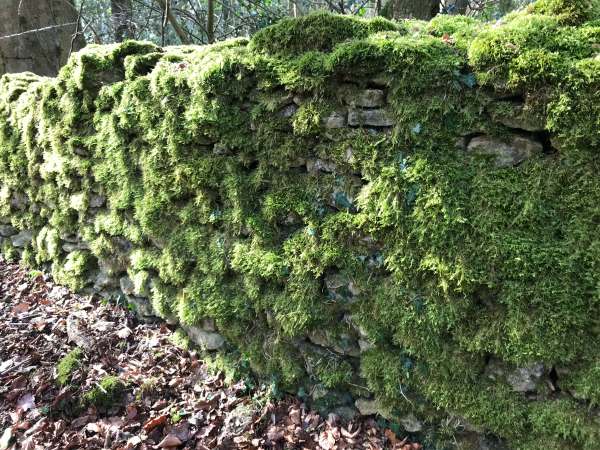 Cotswold dry stone wall covered in green plant growth.
