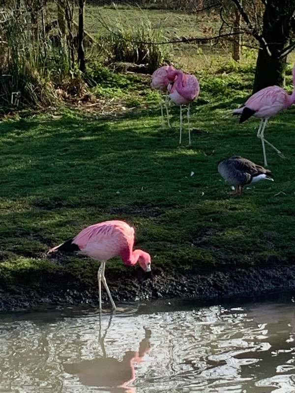 Andean Flamingo, Slimbridge.