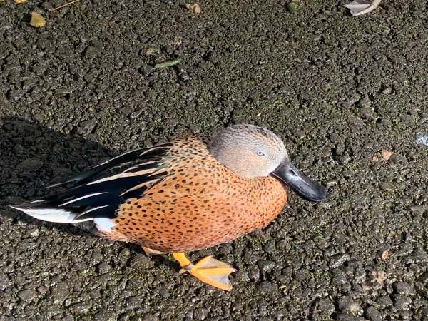 Red Shoveller, Slimbridge.