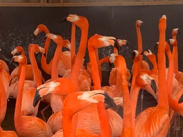 American Flamingo, Slimbridge.