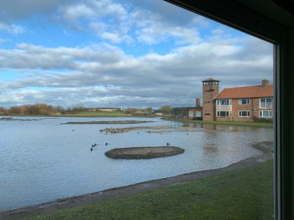 Swan lake. Peter Scott’s house, Slimbridge.