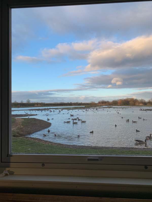 Slimbridge Swan Lake from Penn hide.