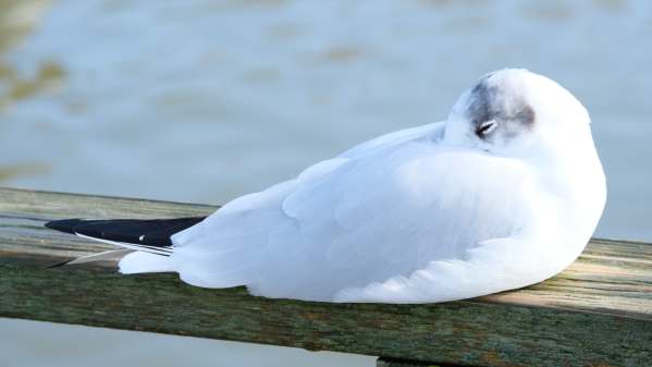 Slimbridge: Black-headed Gull. In winter.