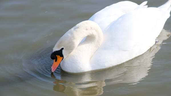 Slimbridge: Mute Swan.