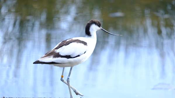 Avocet, Slimbridge.