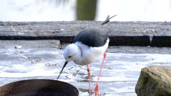 Black-winged Stilt, Slimbridge.