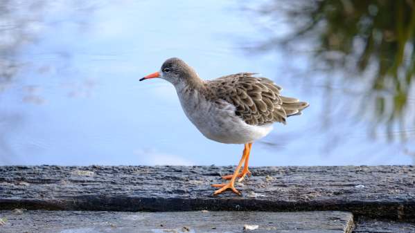 Redshank, Slimbridge.