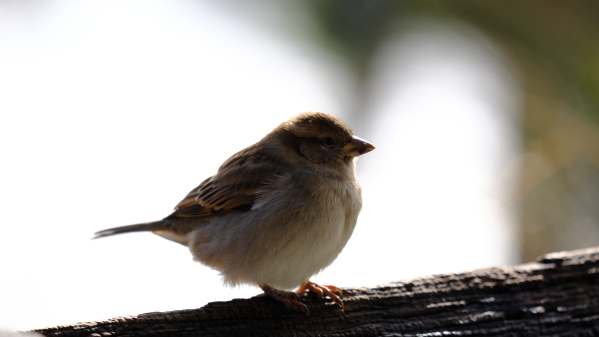 Sparrow, Slimbridge.