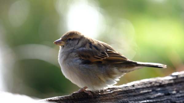 Sparrow, Slimbridge.