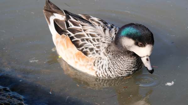 Chiloe Widgeon, Slimbridge.