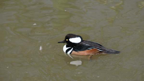 Hooded Merganser (Male), Slimbridge.