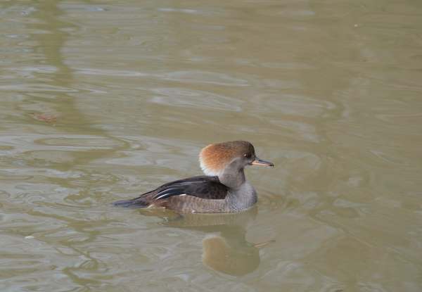 Hooded Merganser (Female), Slimbridge.