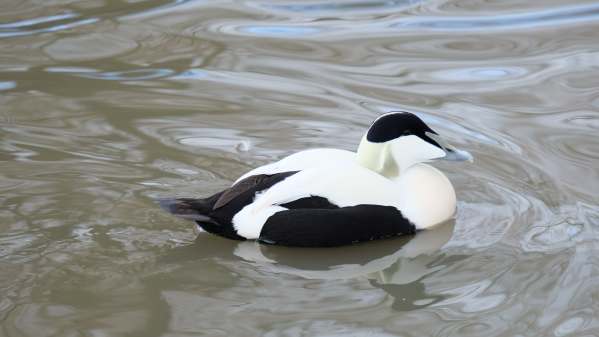 Eider Duck (Male), Slimbridge.