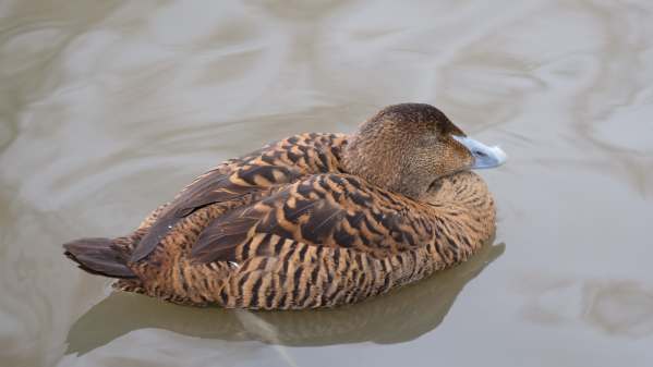 Eider Duck (Female), Slimbridge.