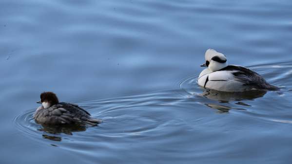 Smew (Female left, Male right), Slimbridge.