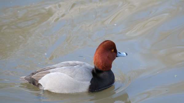 Pochard, Slimbridge.