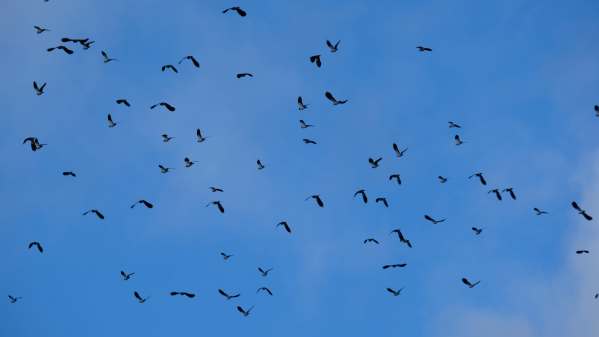 Large flock of Lapwings, Slimbridge.