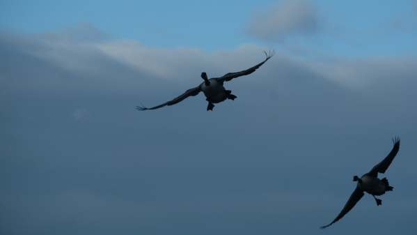 Canada Geese, flying over Slimbridge.