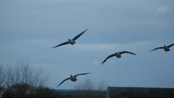 More Canada Geese flying over Slimbridge.