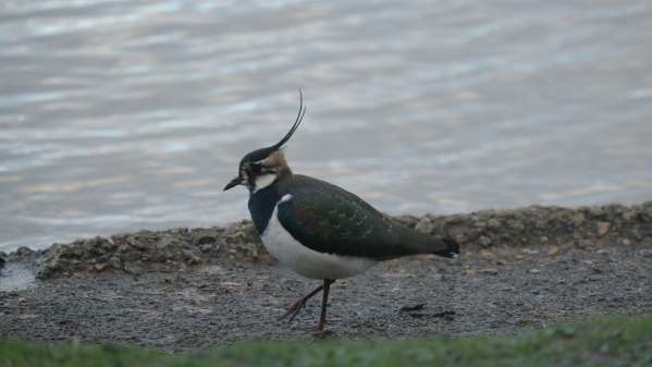 Lapwing, Slimbridge.