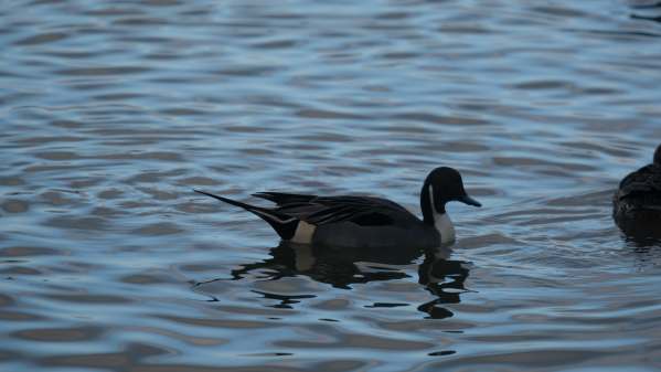 Pintail. Late evening, Slimbridge.