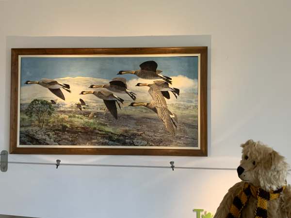 Bertie looking at Peter Scott's famous painting of Nene Geese in flight.
