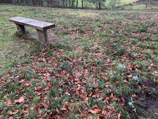 A bench on Swift's Hill amongst the remains of the autumn leaves on the ground.
