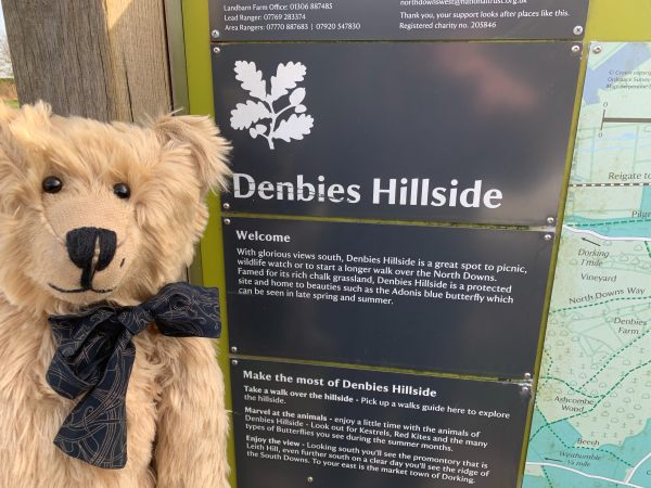 Bertie standing by the interpretation board for Denbies Hillside Nature Trail.