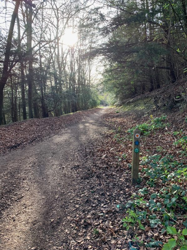 The carriage road, Denbies estate. A beautiful track through a wooded area.
