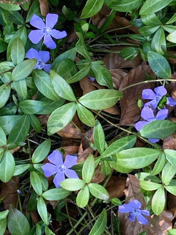 Periwinkle. A beautiful violet blue five long-petalled flower with dark green leaves in clusters of four.