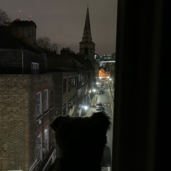 Bertie in the window of room 311, with the view of Fournier Street to Christ Church and Spitalfields all lit up at night.