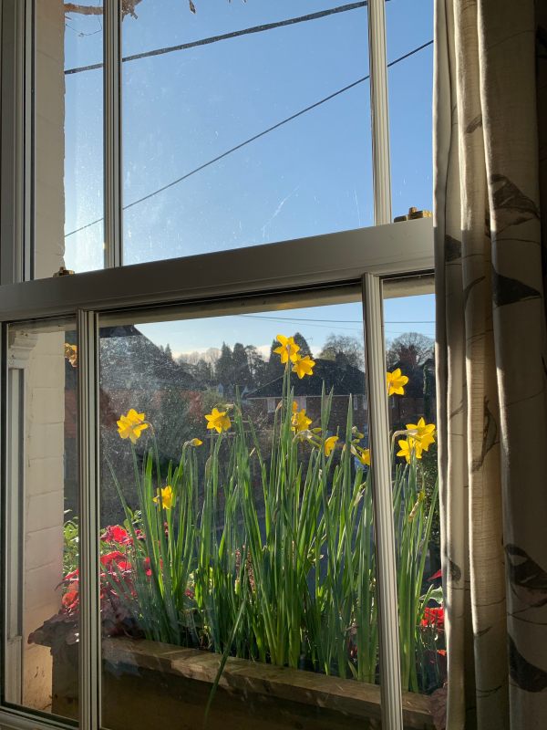 View through a window with the bright blue sky and a window box full of daffodils in bloom.