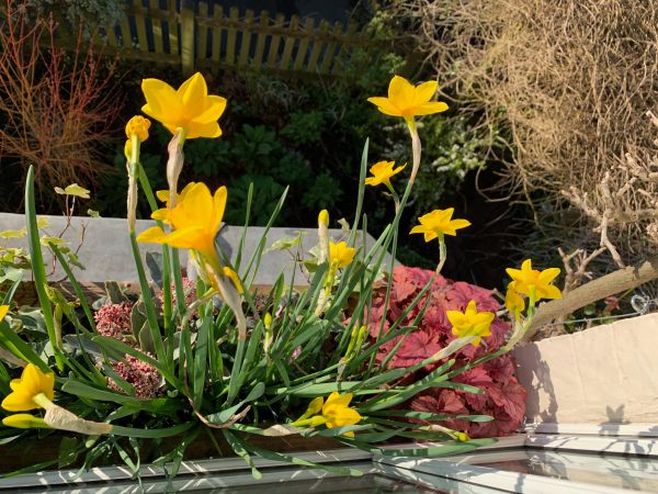 Looking down on the window box and its daffodils.