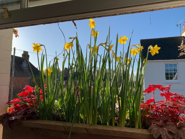 Looking at the window box through the open window.