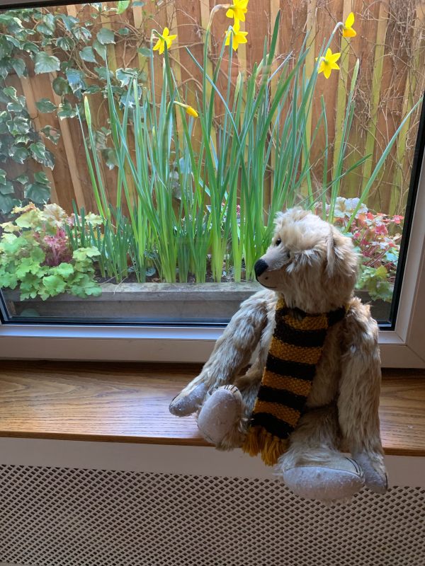 Bertie sat on a window sill with another window box with daffofils in outside.