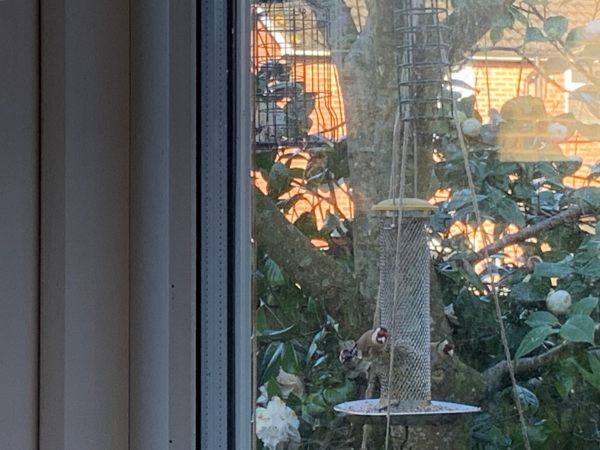 Looking through the kitchen window to the birdfeeder in the garden.