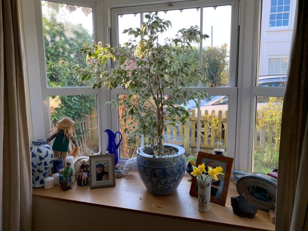 Looking through the front room window A bay window, with a straight window sill full of a plant, flowers and nicknacks.