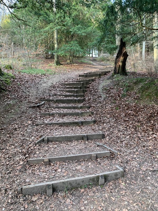 Rustic wooden-edged steps up through the forest.