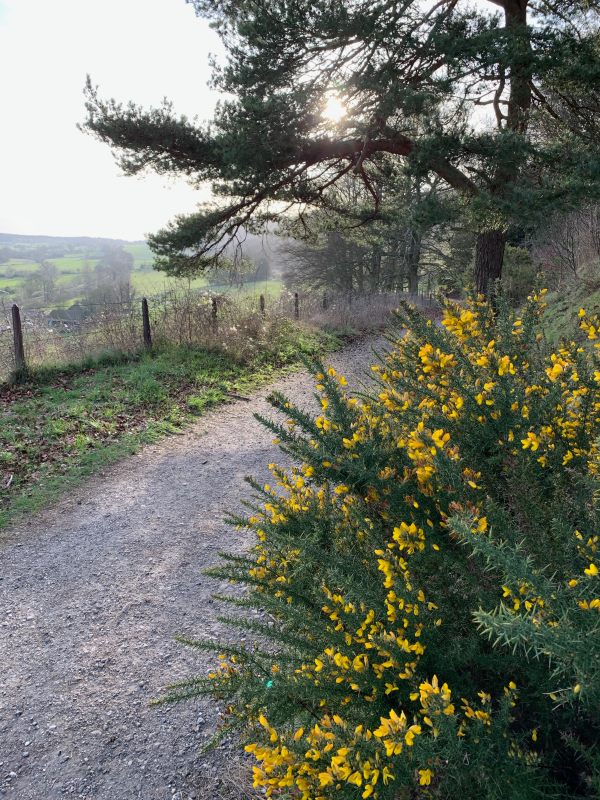 A blazing yellow gorse bush to the right of the path, with open lands to the left.