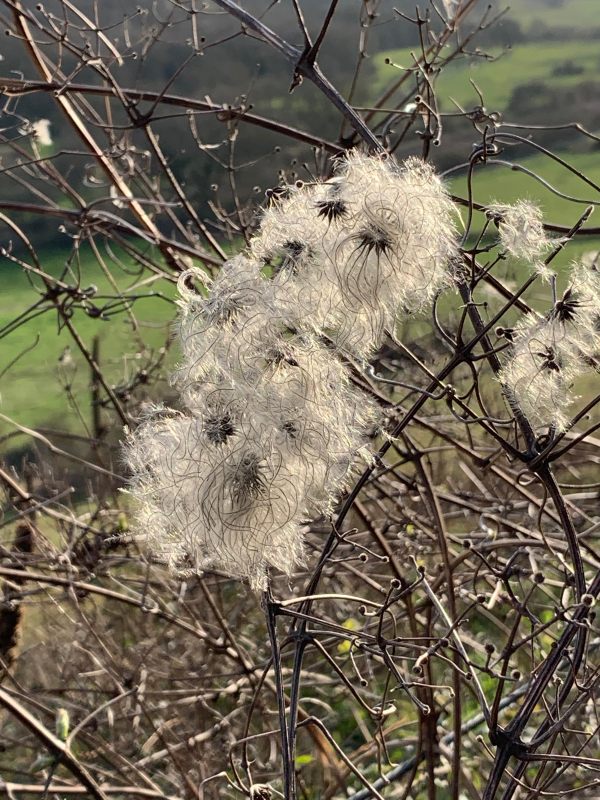 Old Man's Beard (Clematis). White "fluff" on an otherwise sparse twiggy frame.