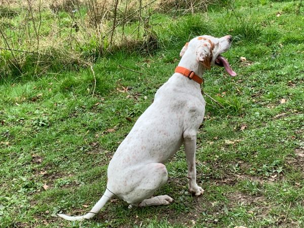 Amber… A wonderful light-coloured pointer with pale amber-coloured flecks, enjoying the trail. She has bolder amber brown patches on her head.