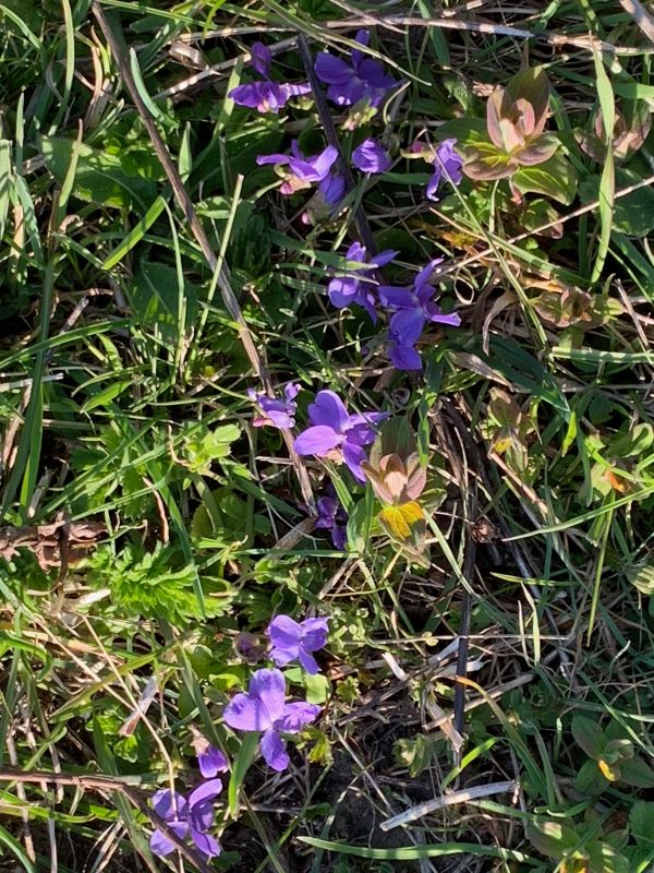 Wild Violet in the ground.