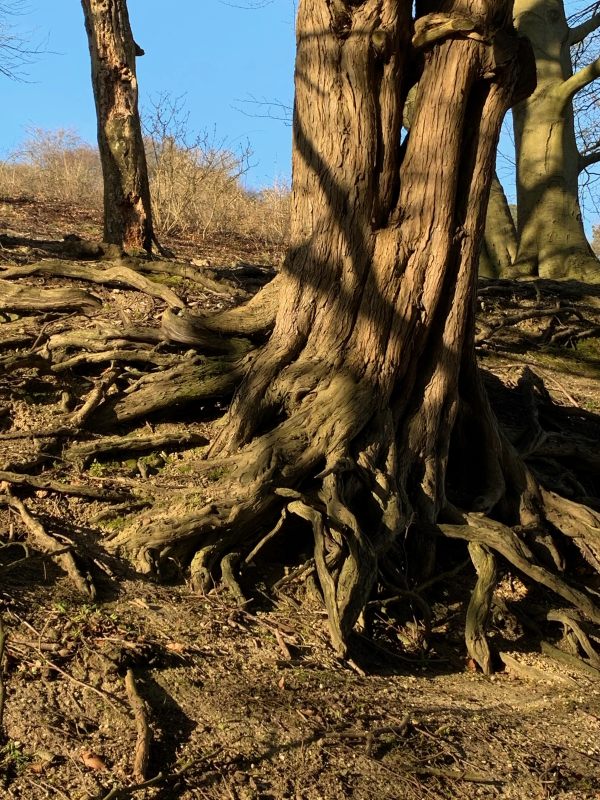 Base of an old Yew tree. A mass of gnarled roots peeking above the surface.