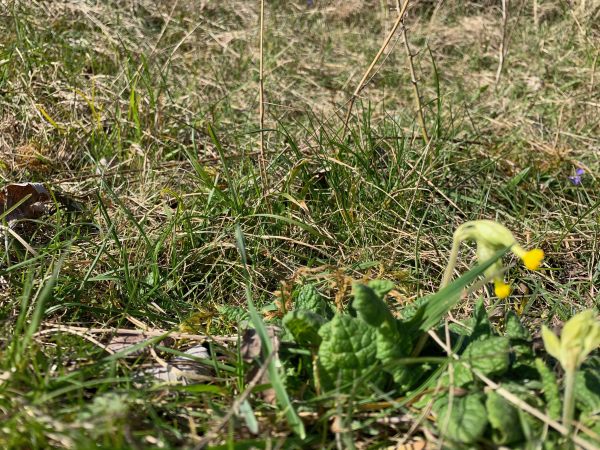 A somewhat out of focus picture of a cowslip.